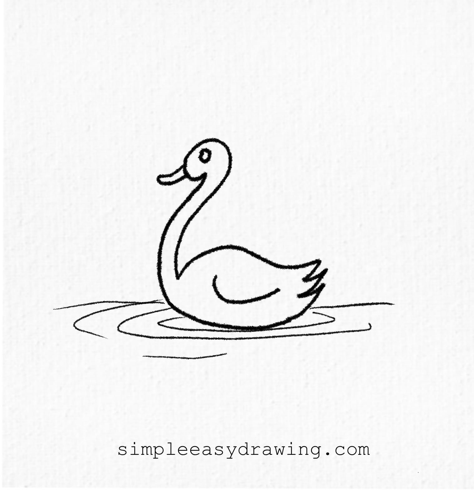 Swan drawings