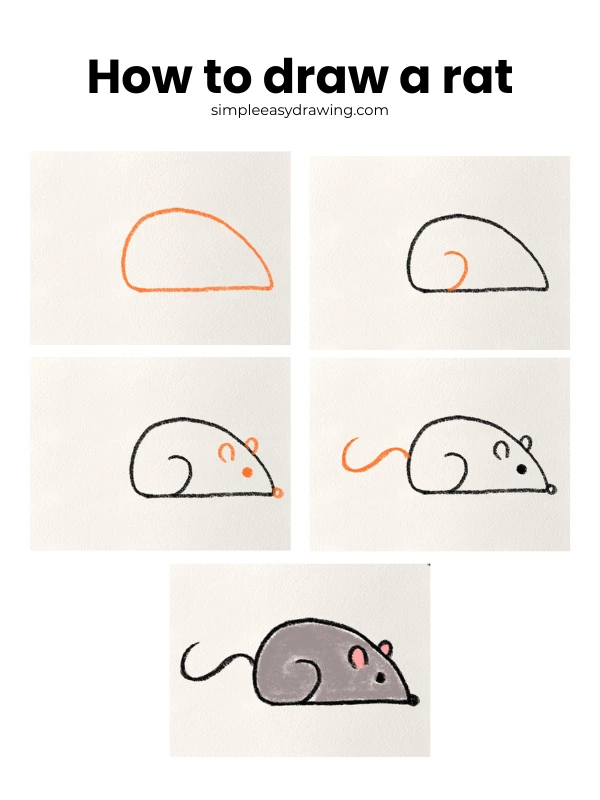 How to draw a rat step by step