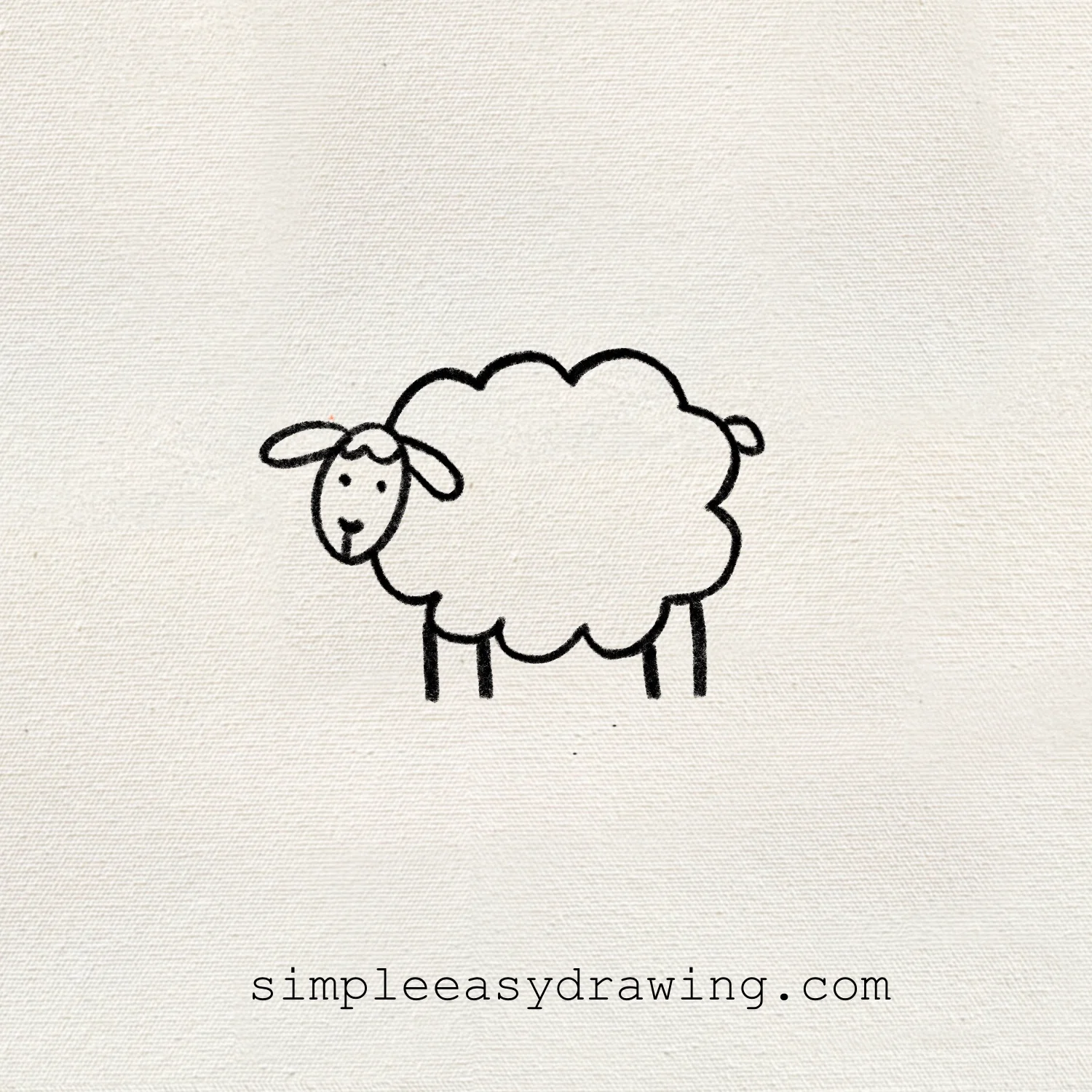 Sheep drawing