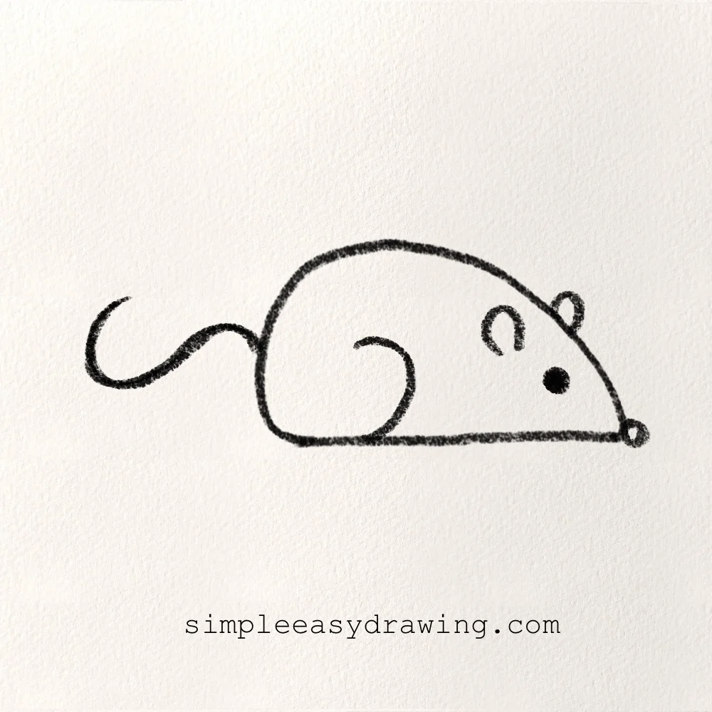 Rat drawing